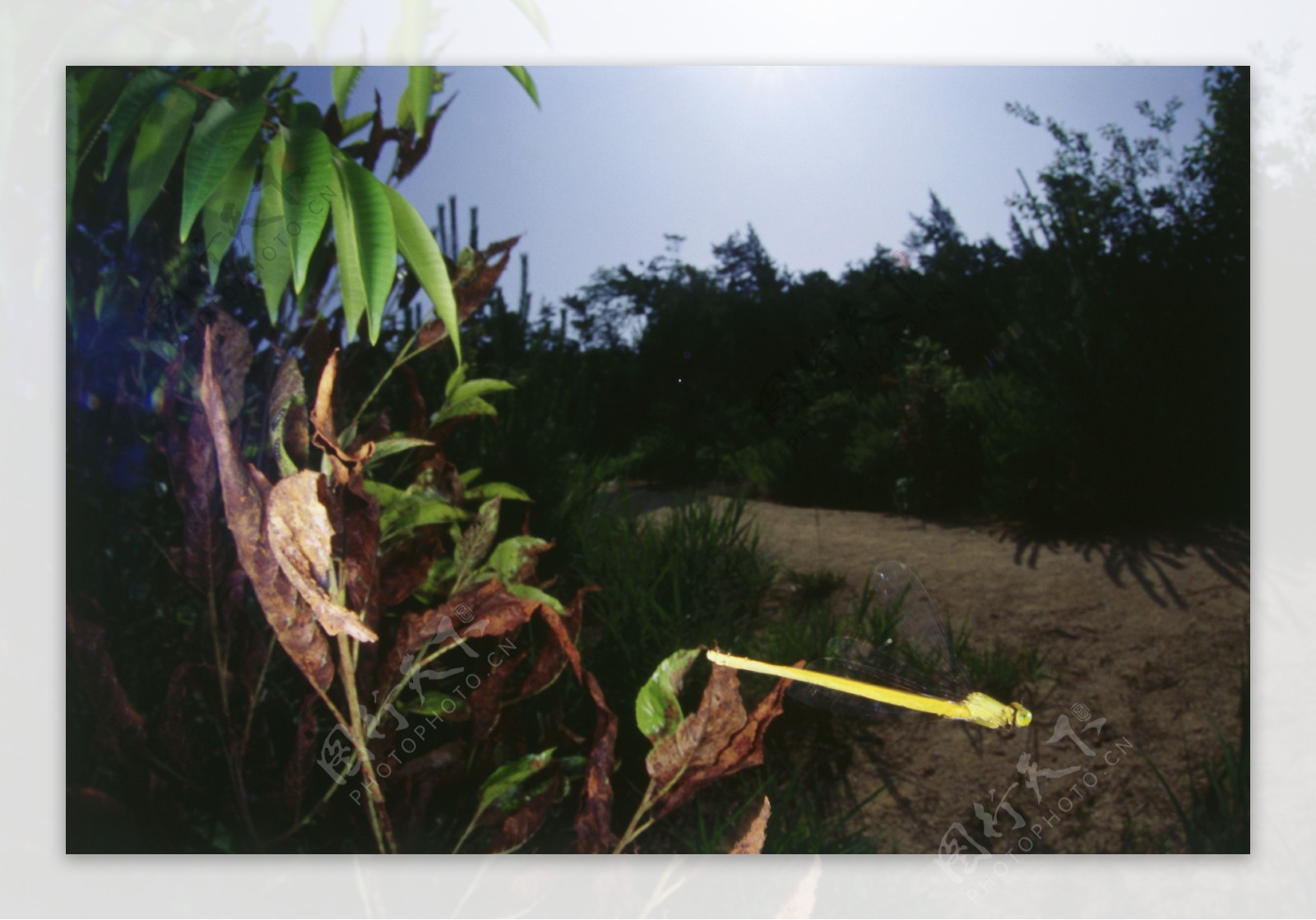 林中飞翔的小蜻蜓图片