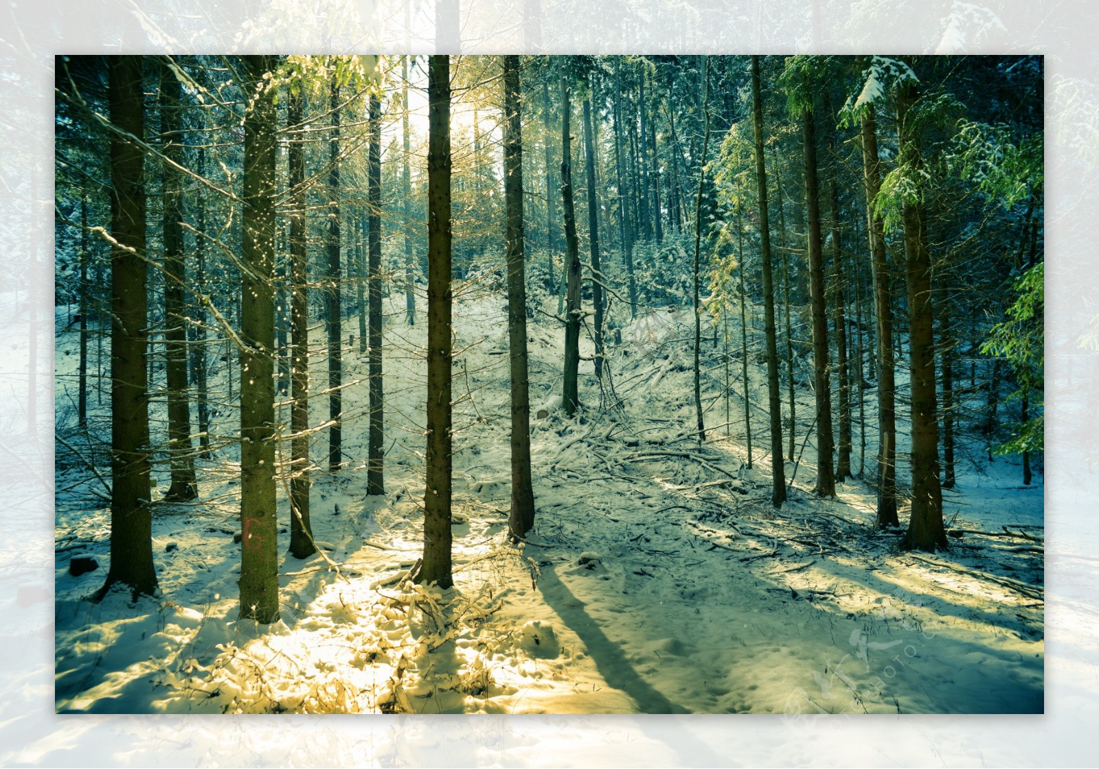 雪地与树图片
