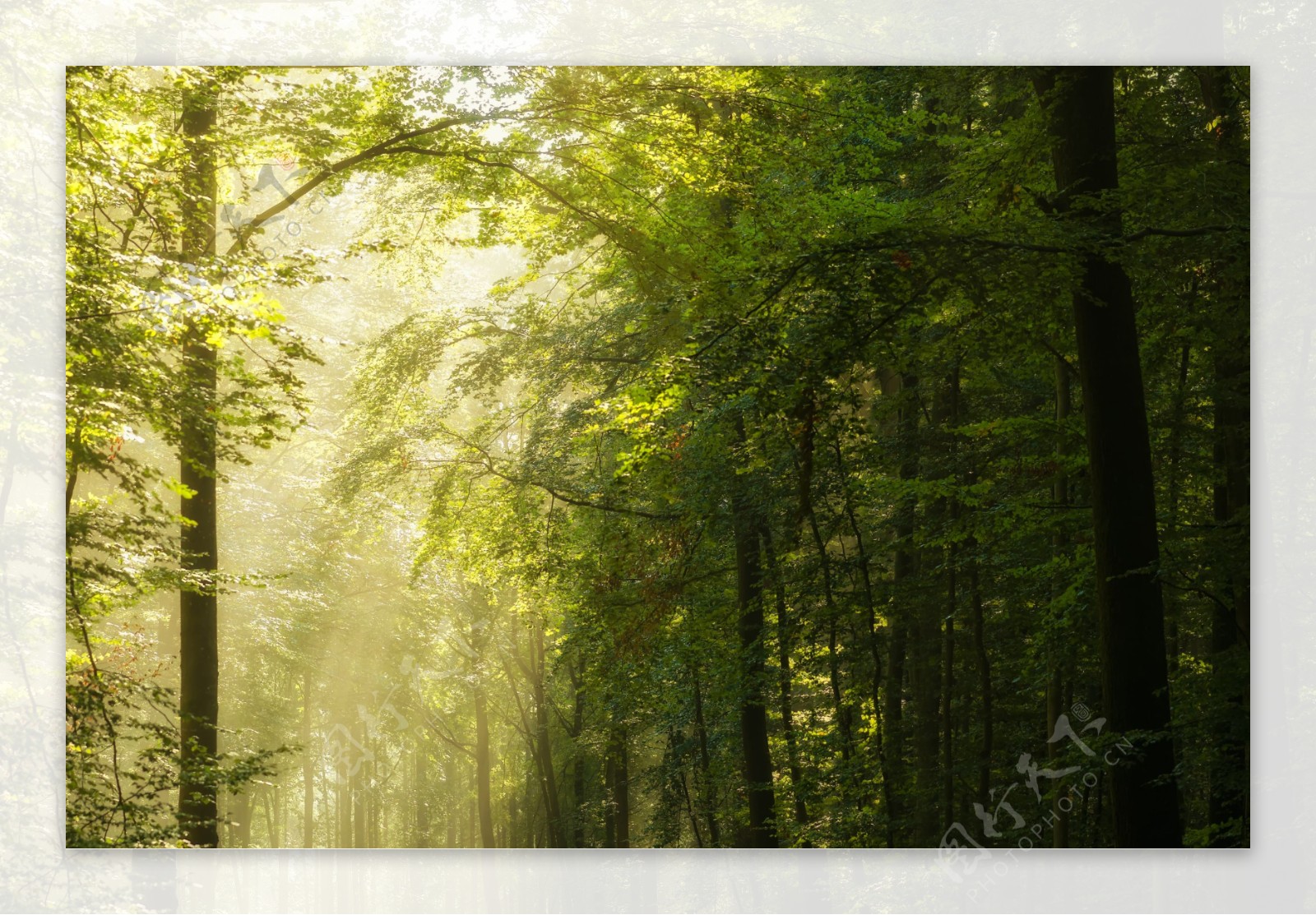 树林风景摄影图片