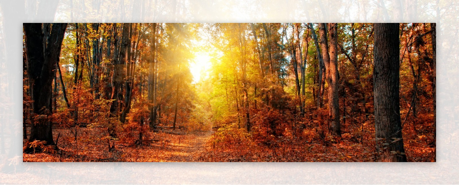 秋天树林黄昏美景图片