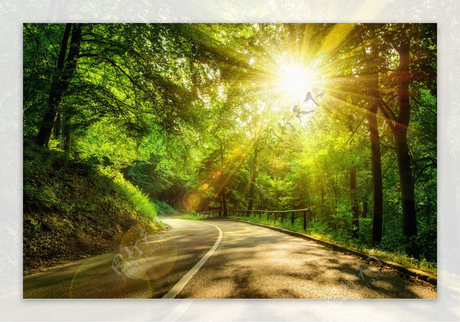 树林阳光道路风景图片