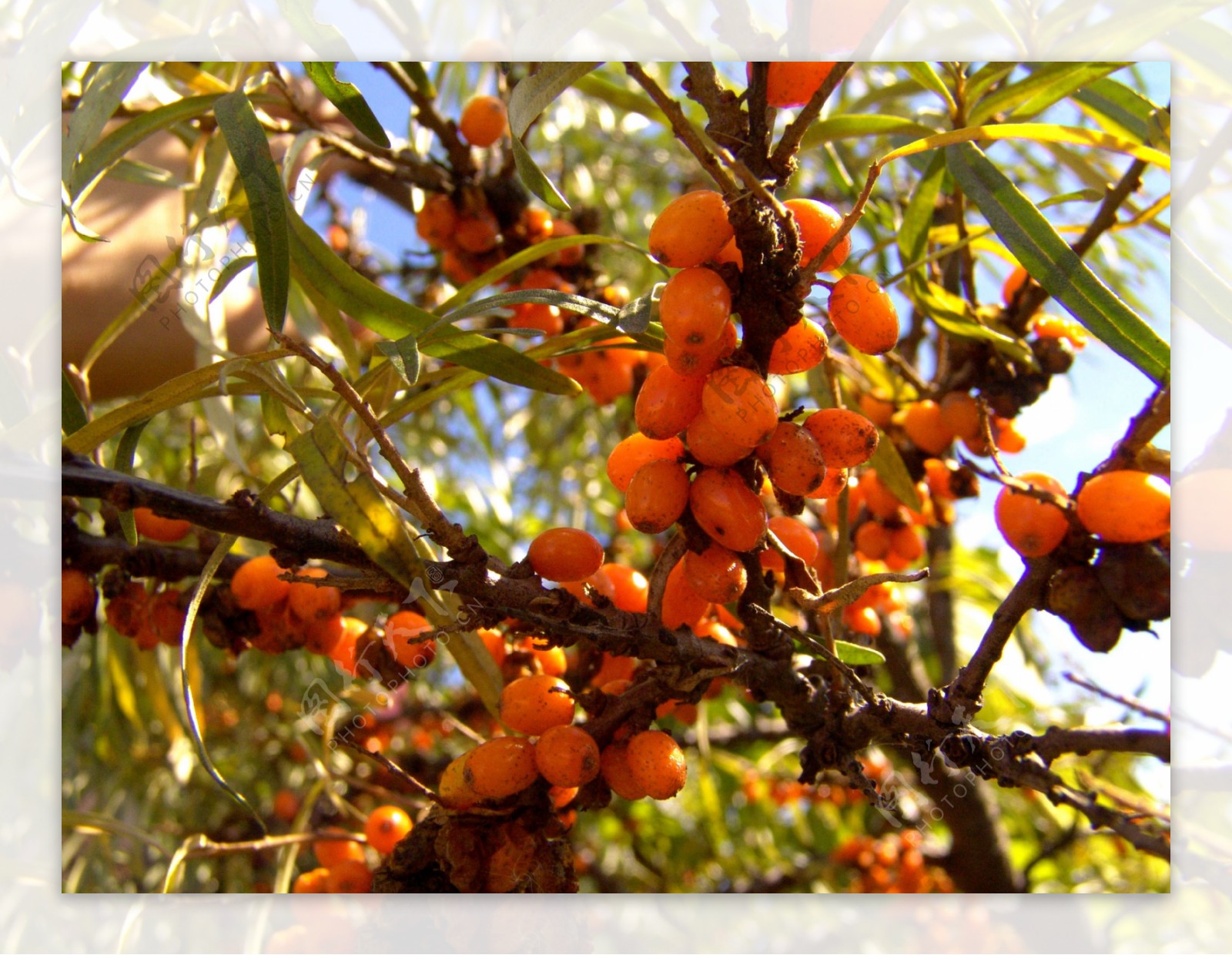 秋天成熟的果子风景图片