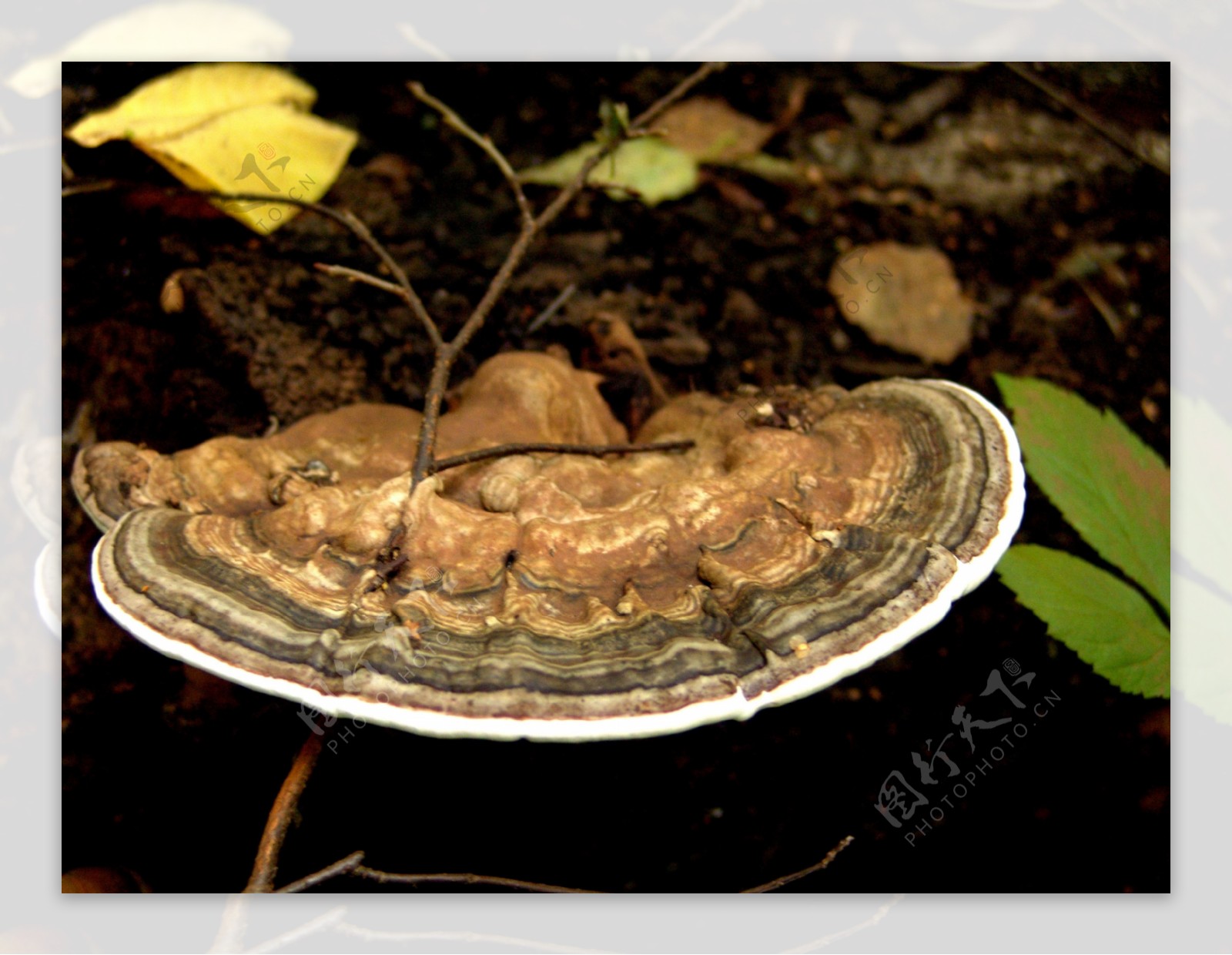 秋天蘑菇落叶图片