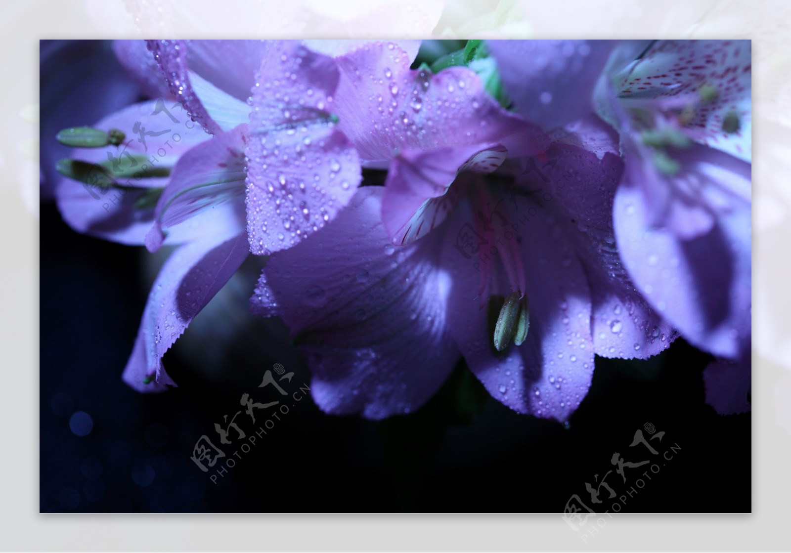 紫色鲜花摄影
