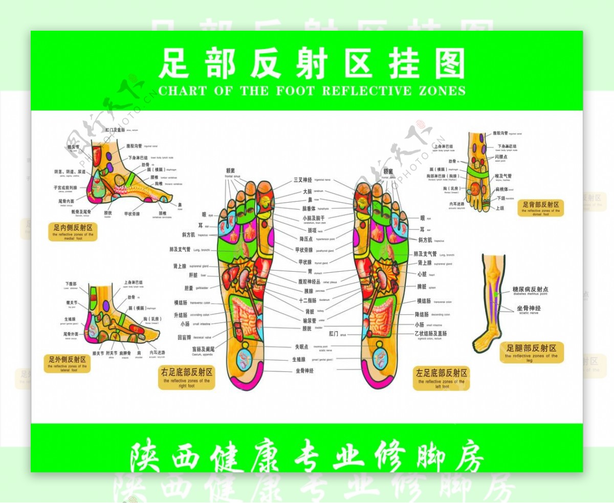 足疗反射区挂图