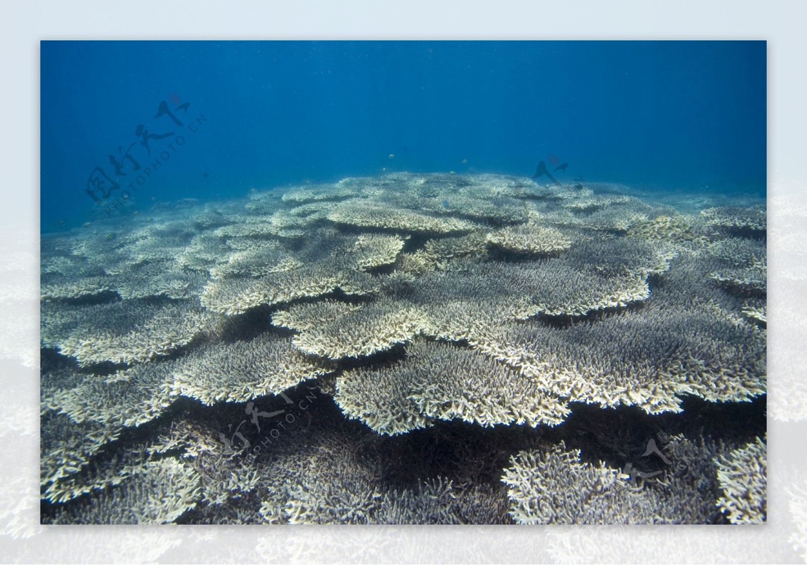 大片的珊瑚礁