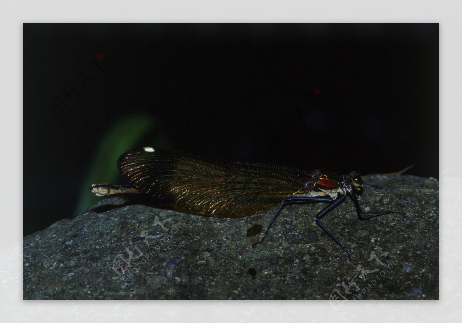 石头上的小蜻蜓