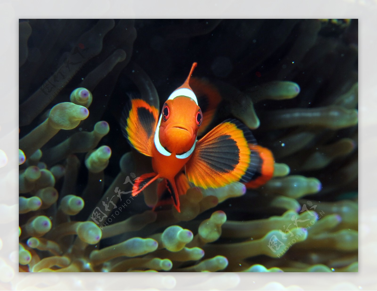 珊瑚里的小丑鱼