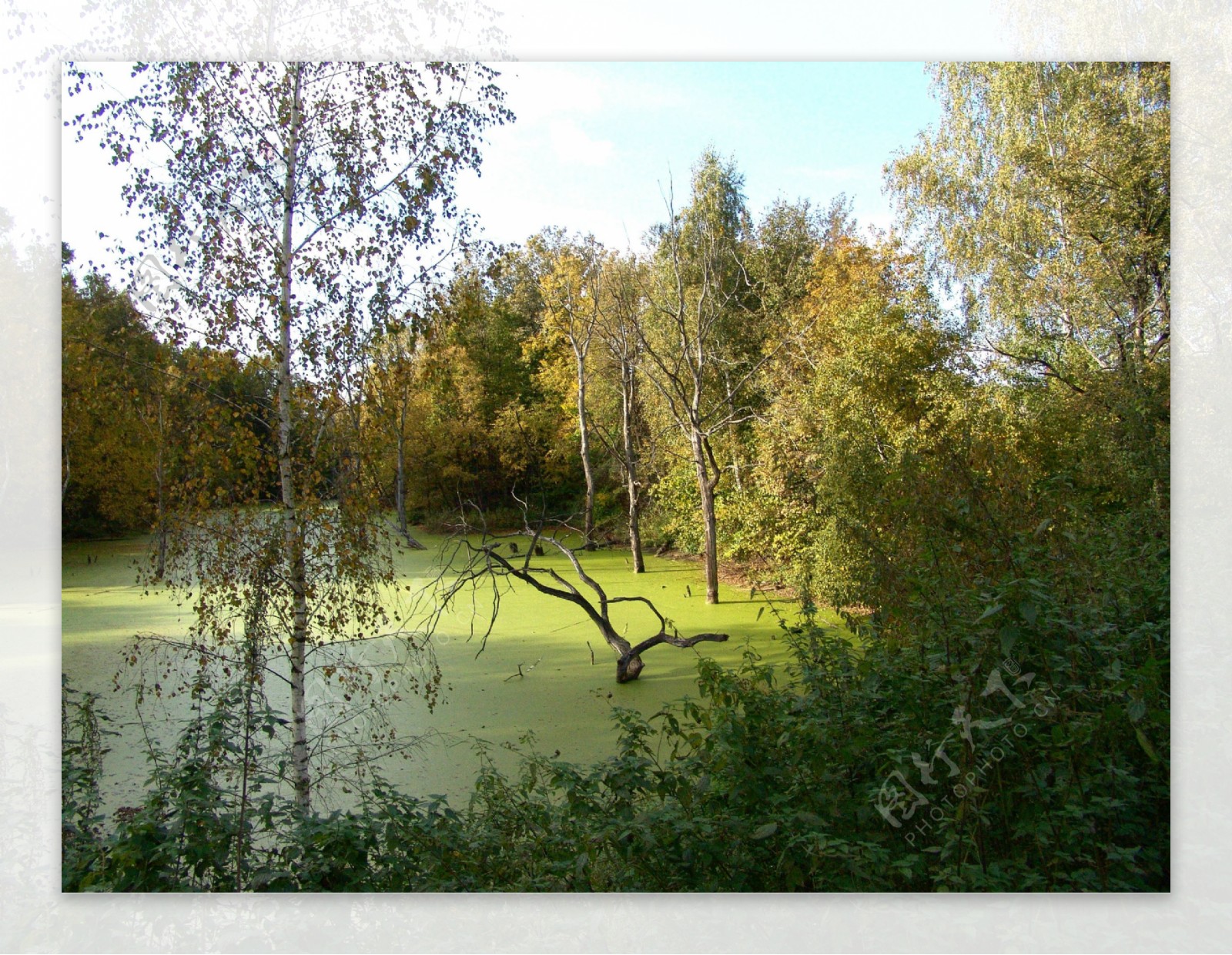 秋天绿色湖水树林风景