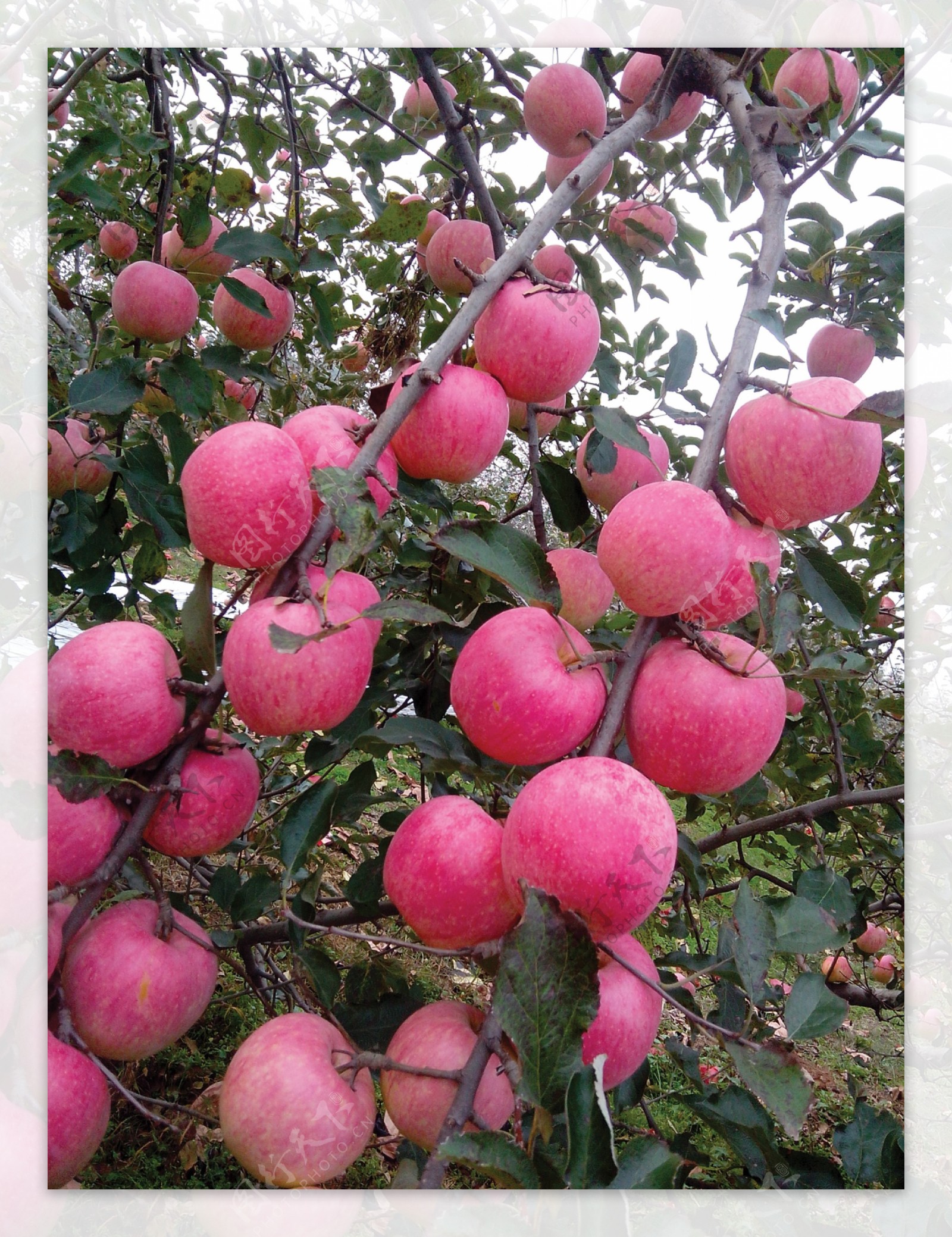 苹果园图片