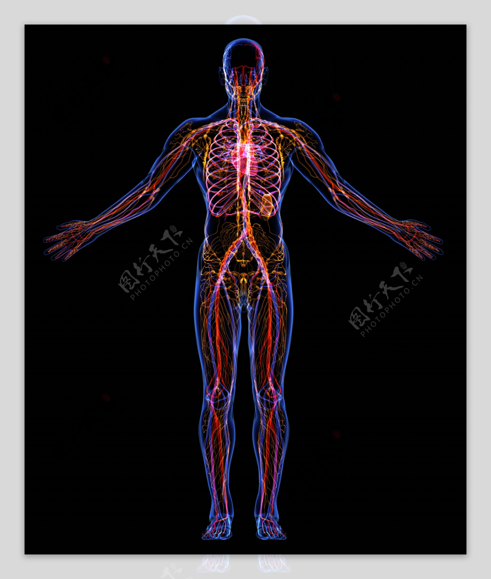 人体筋络器官图片