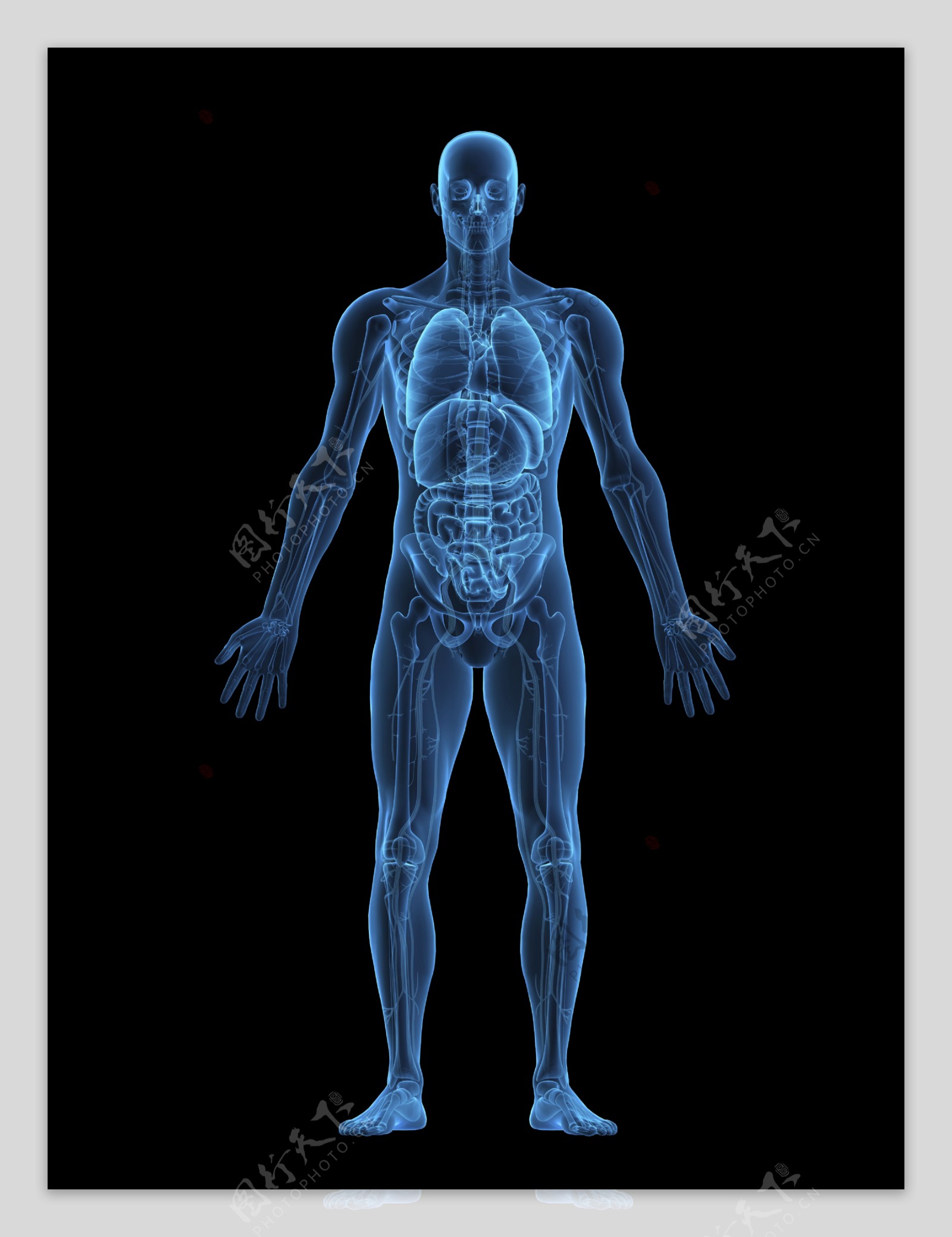 人体内脏器官CT图片