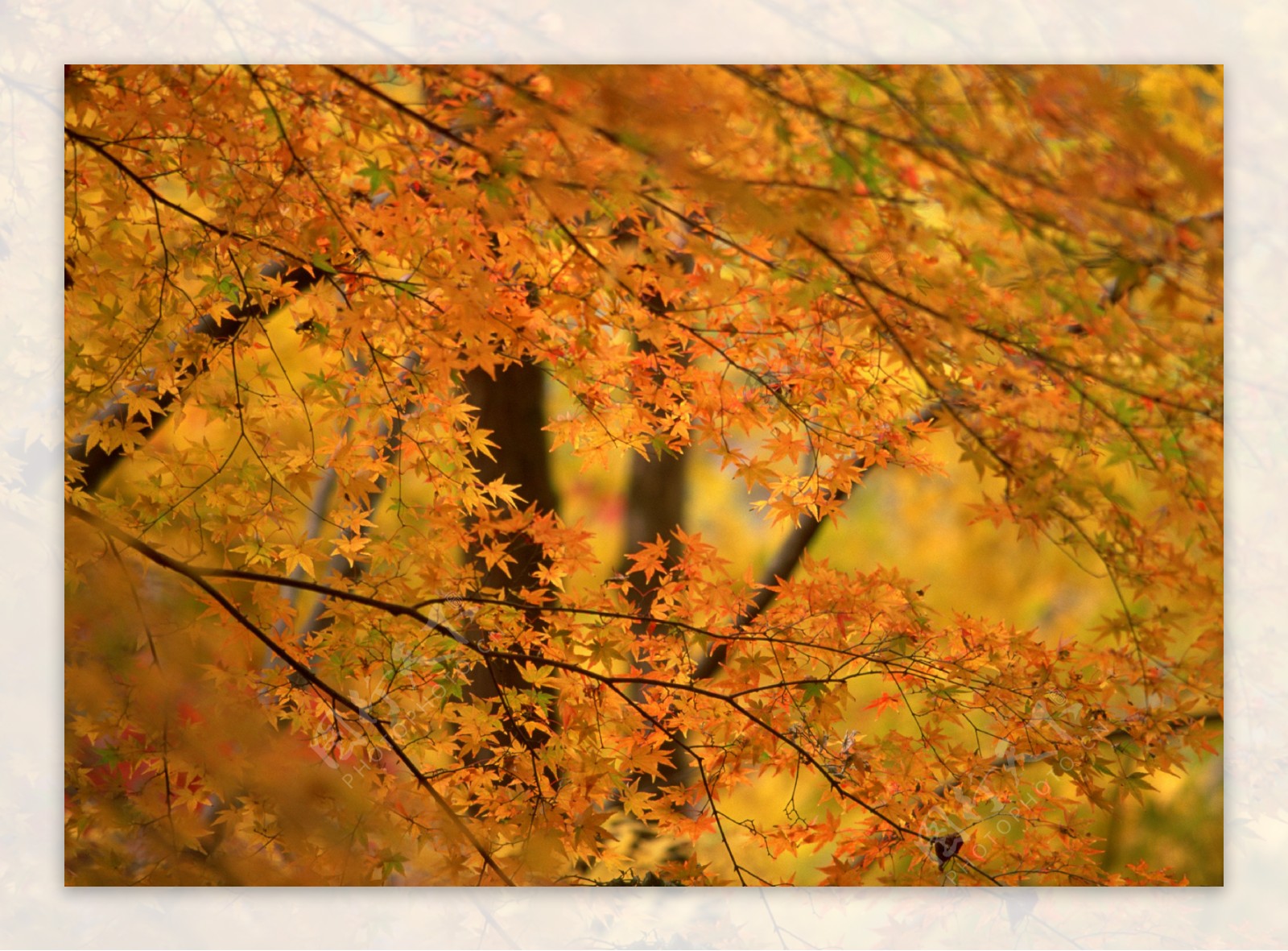 秋季枫叶图图片