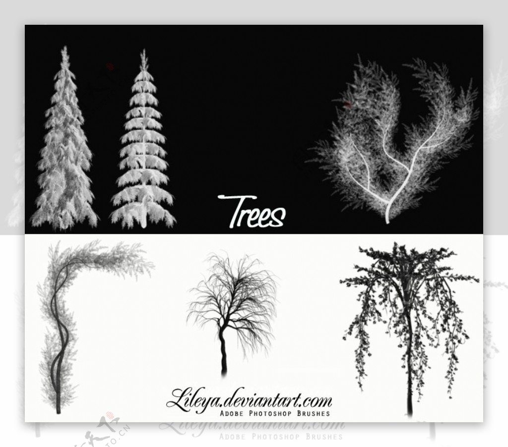 几种松树树木Photoshop笔刷