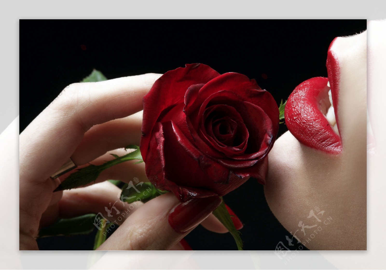 玫瑰花与性感女性嘴唇特写图片
