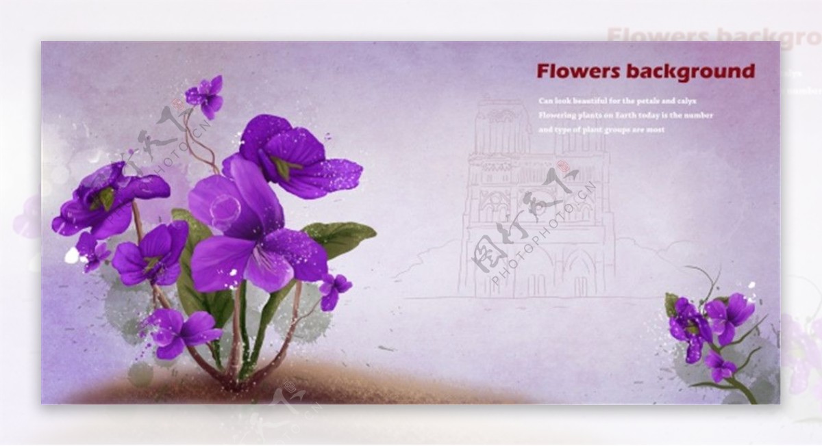 紫色蝴蝶花图片源文件