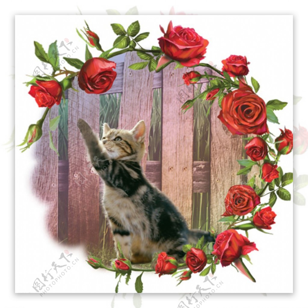 猫和玫瑰图片