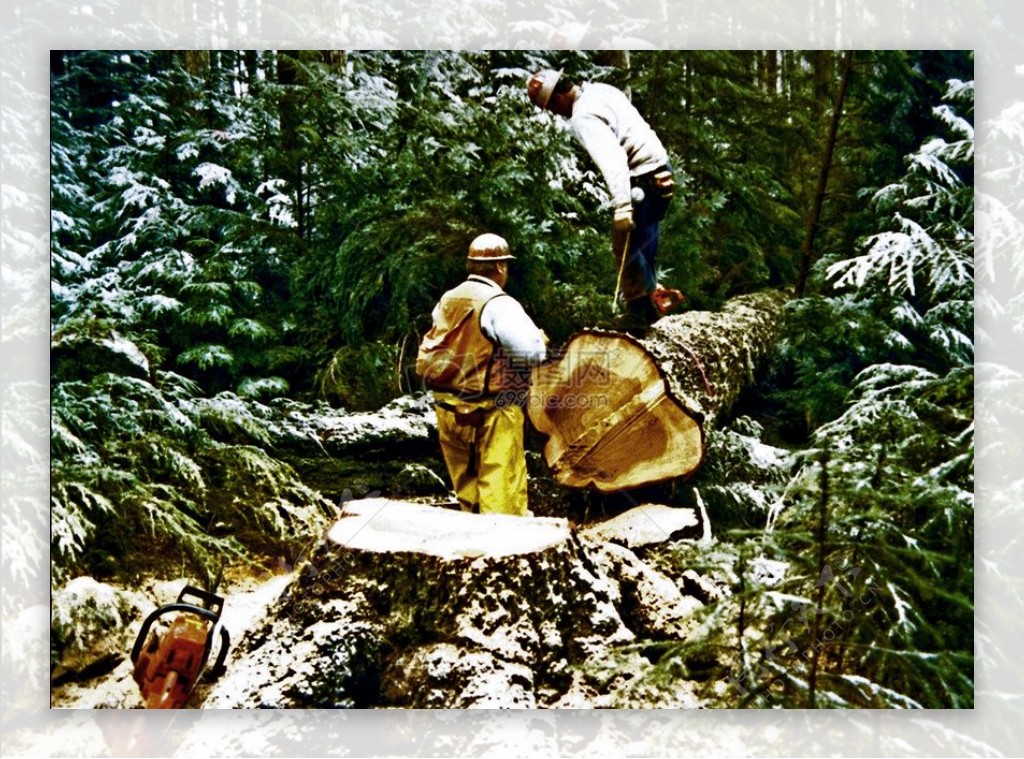 森林工作的伐木工人