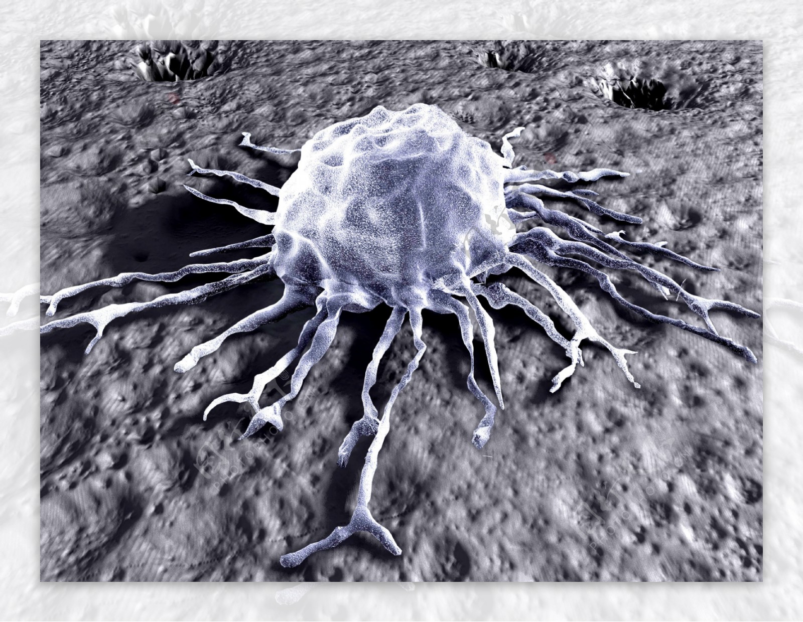 癌细胞图片