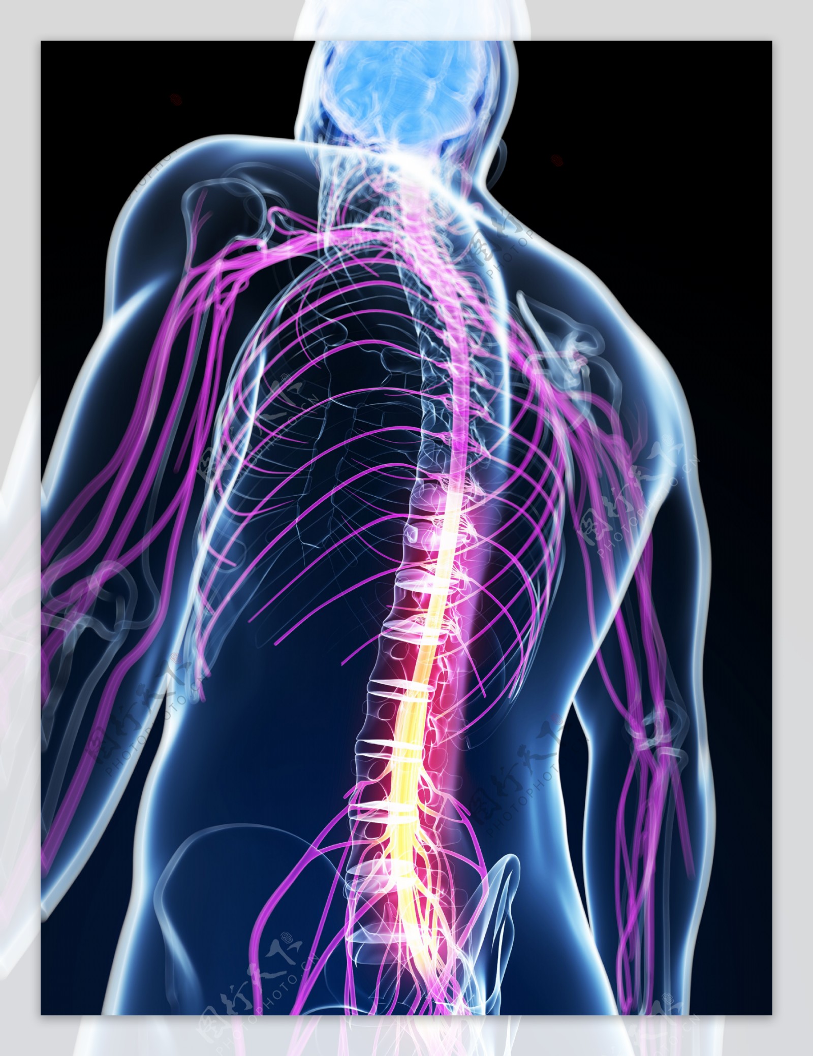 脊椎神经组织图片