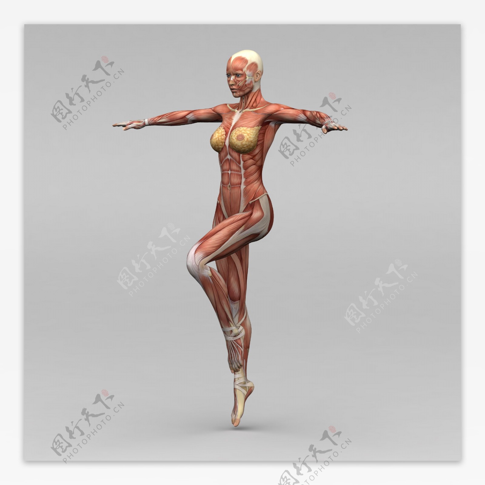 运动女性人体肌肉组织图片