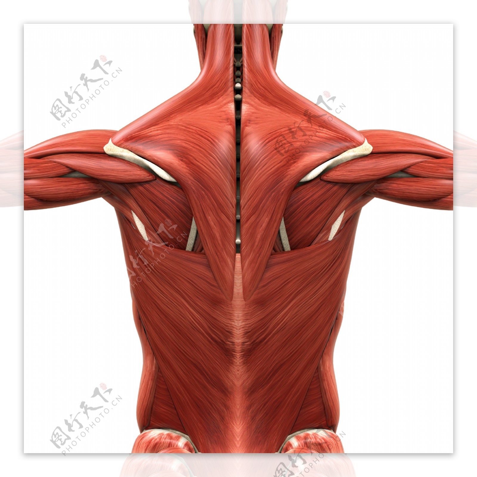 人体背部肌肉组织图片