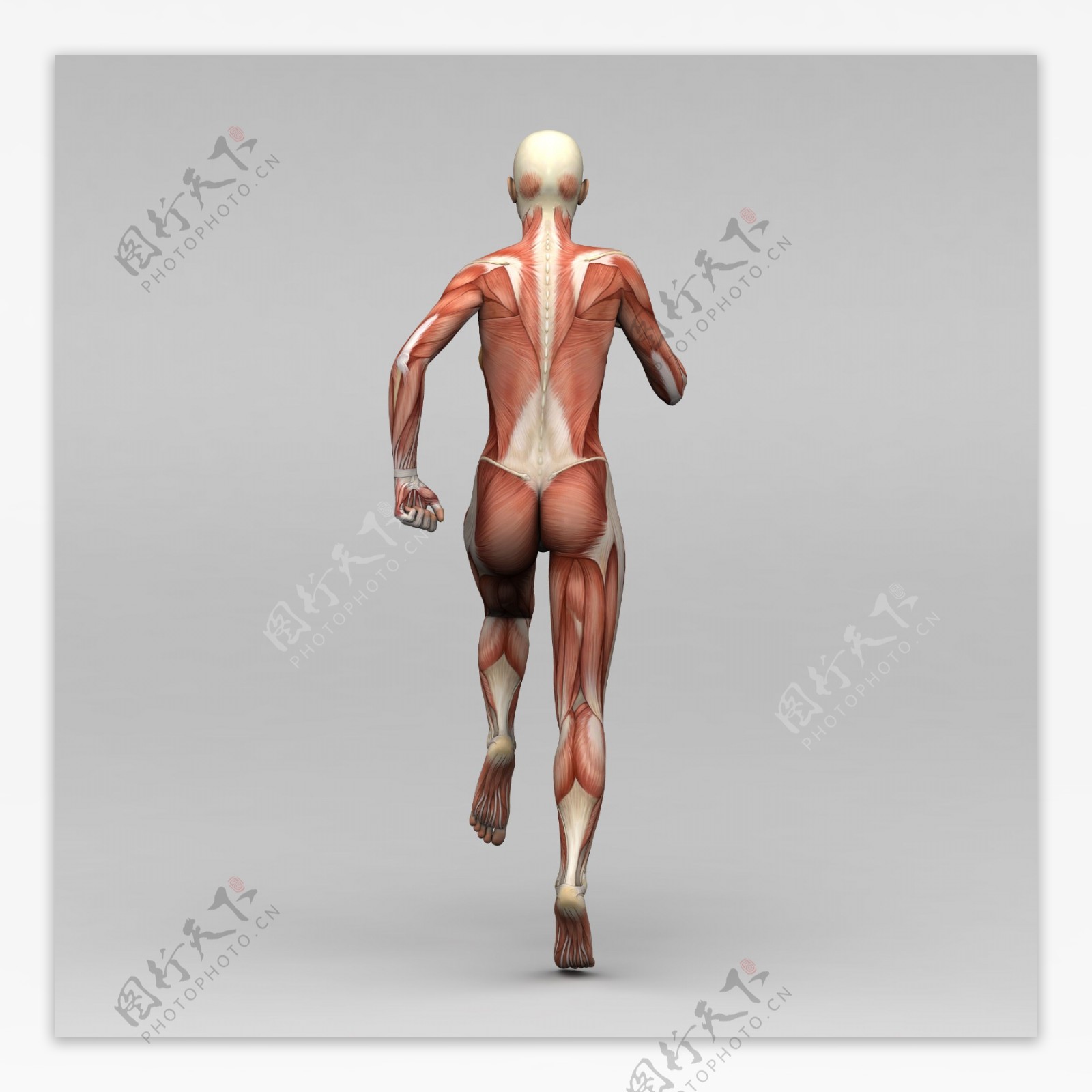 运动女背部肌肉组织图片