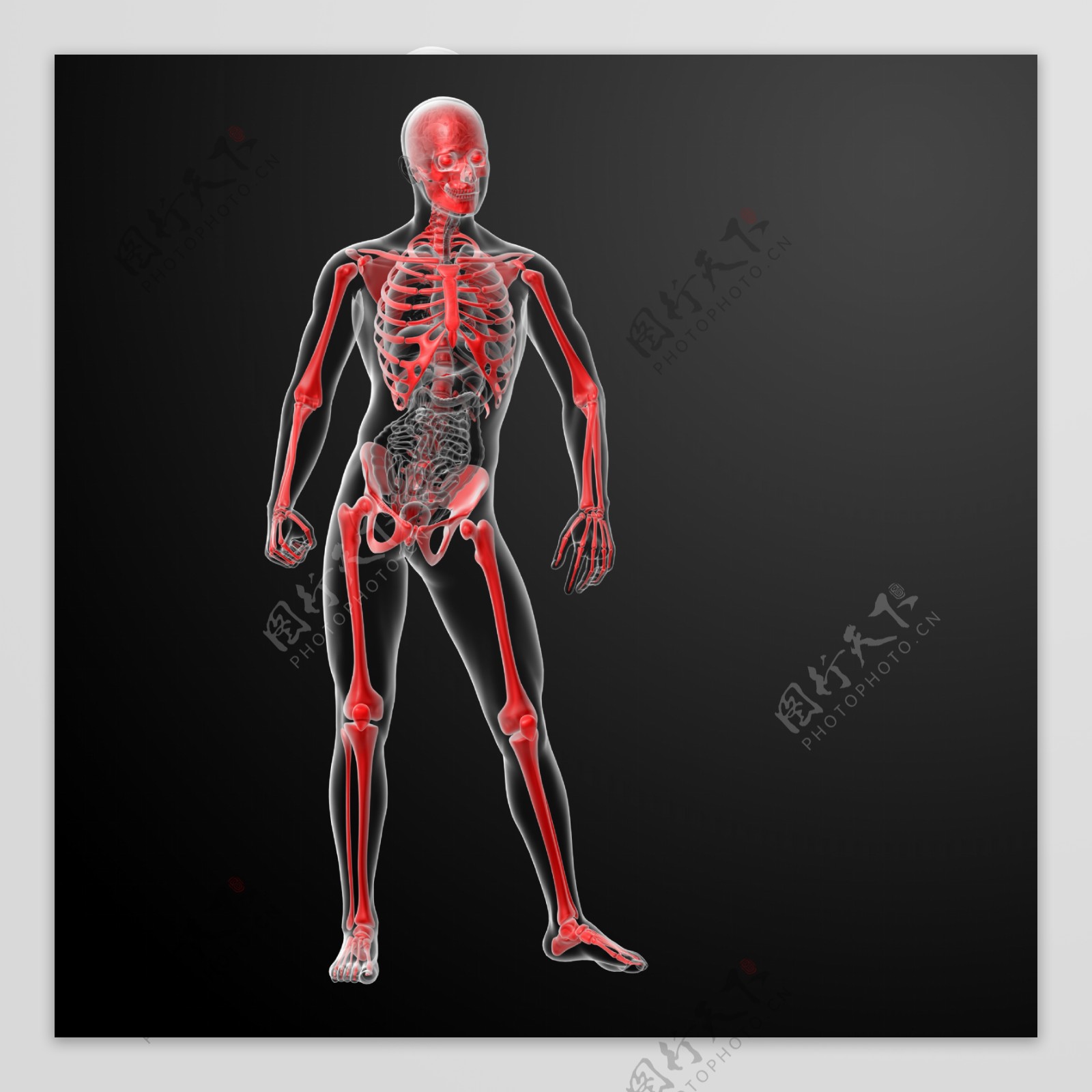 人体骨架器官图片