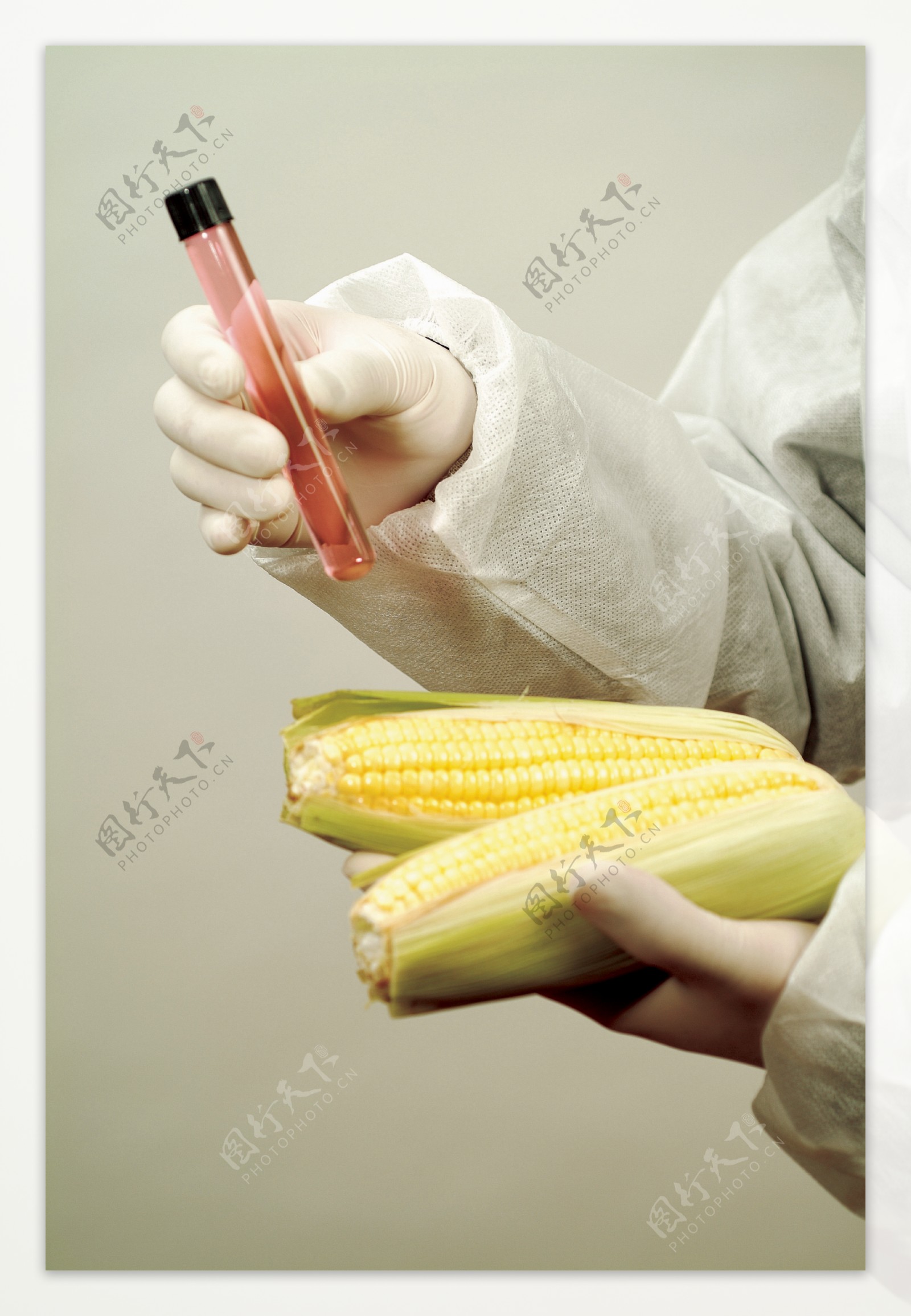 玉米育种图片