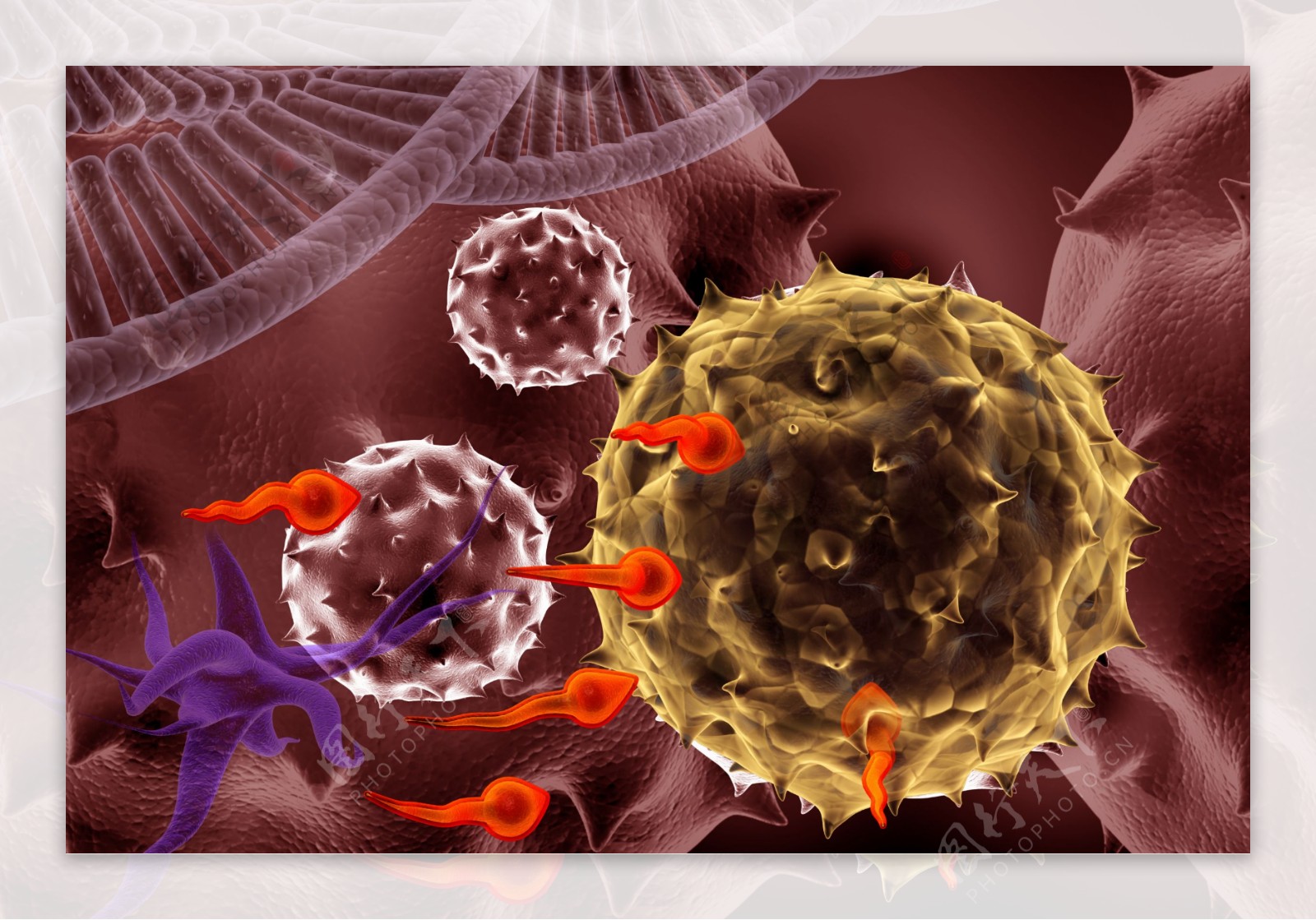 病毒细菌单细胞图片