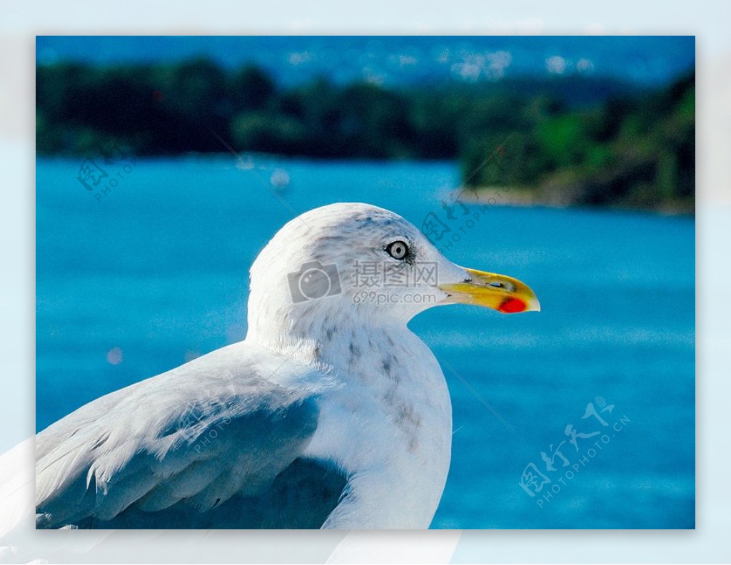 海边洁白的海鸥