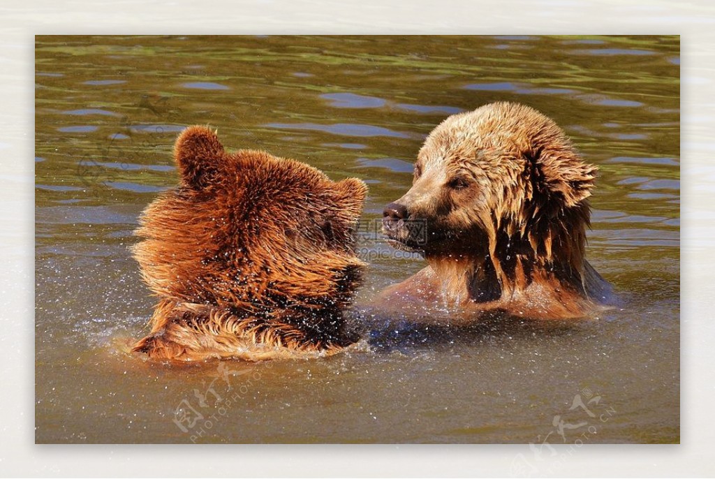 在湖中游泳的马熊