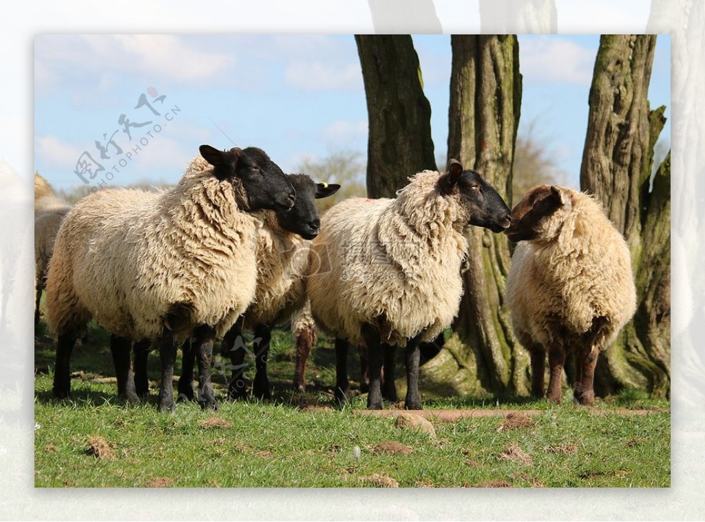 草地上的羊群