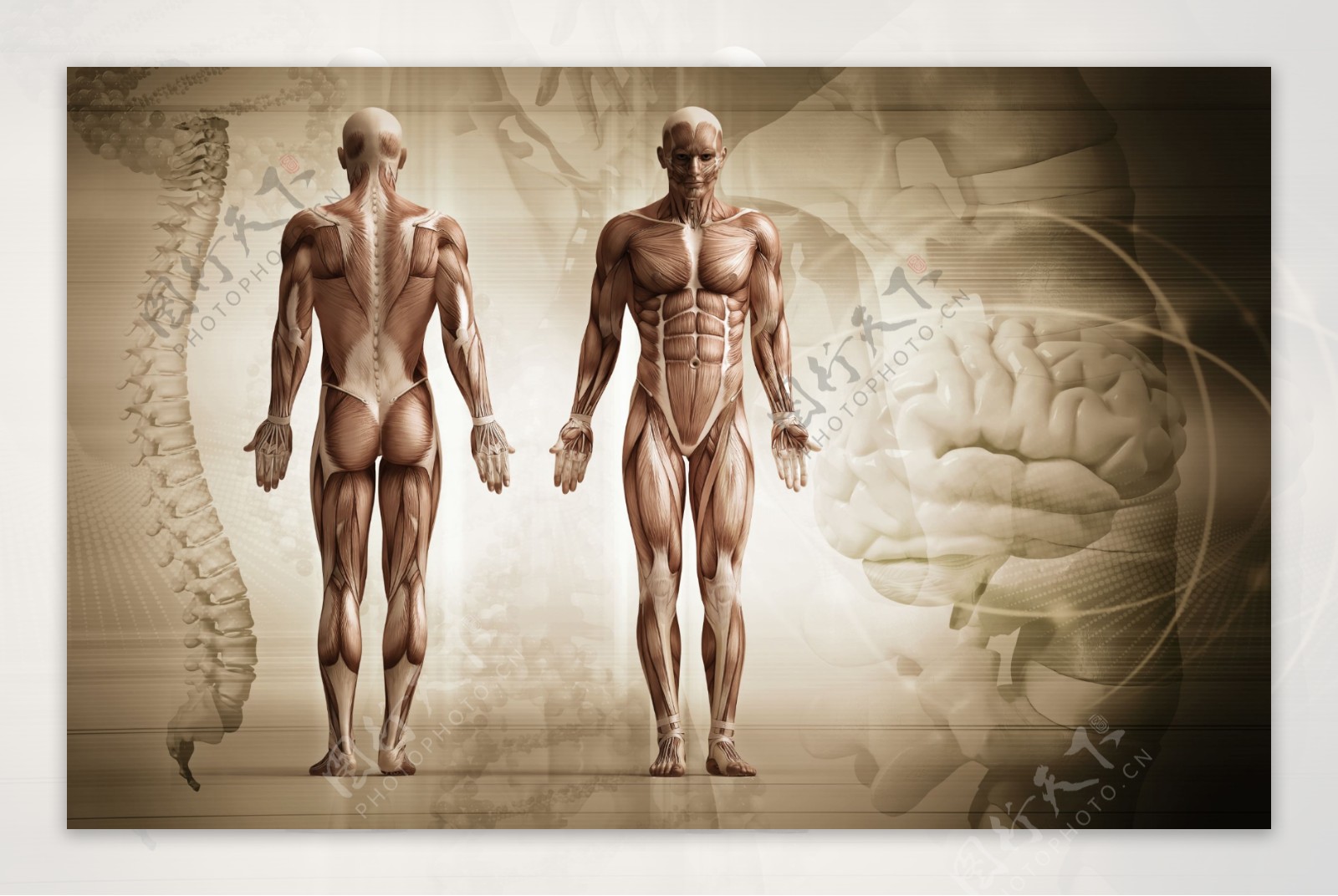人体肌肉组织图图片