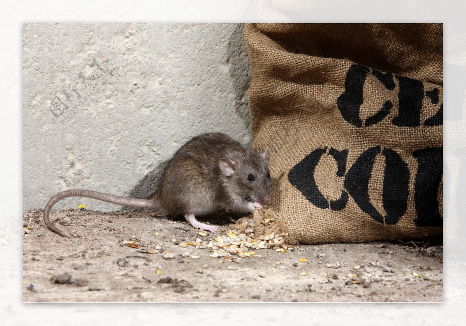 偷吃食物的老鼠图片
