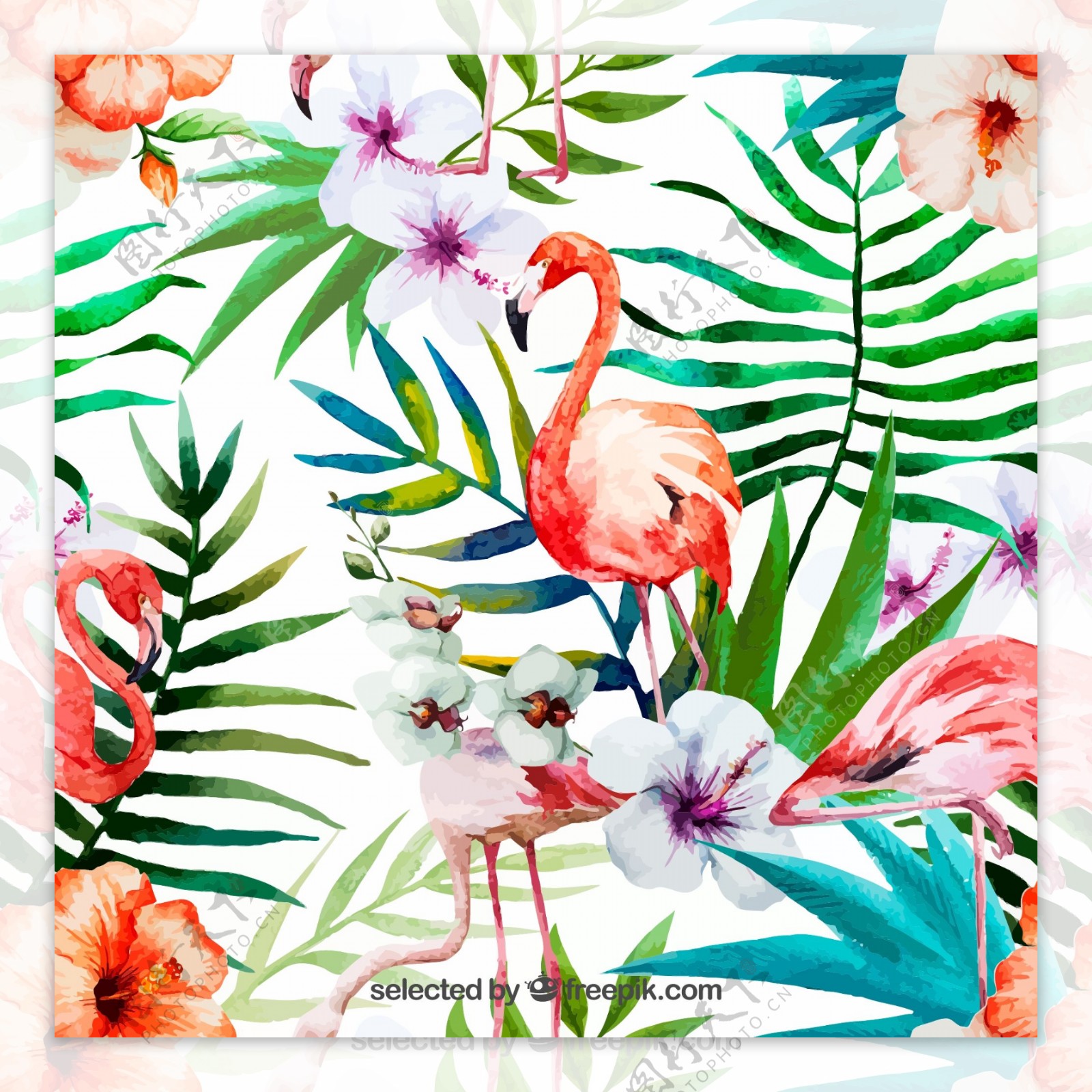 水彩绘朱槿花和火烈鸟矢量素材图片