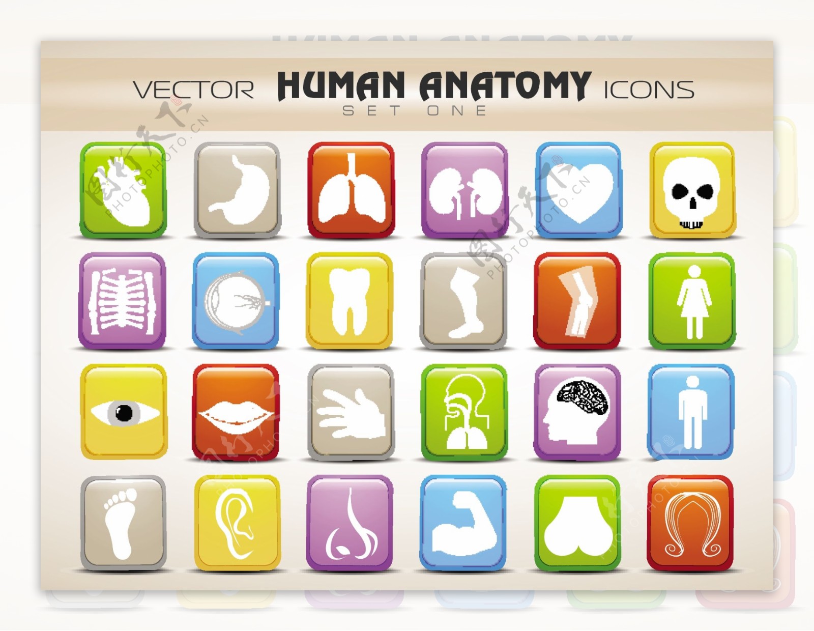 人体解剖学的网站图标集