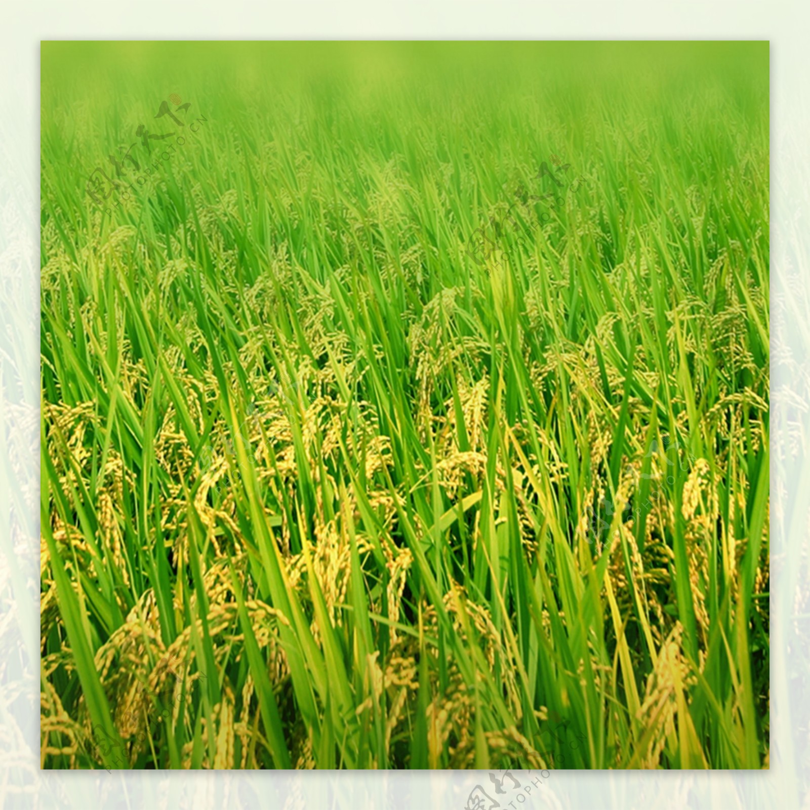 农业农产品稻田背景