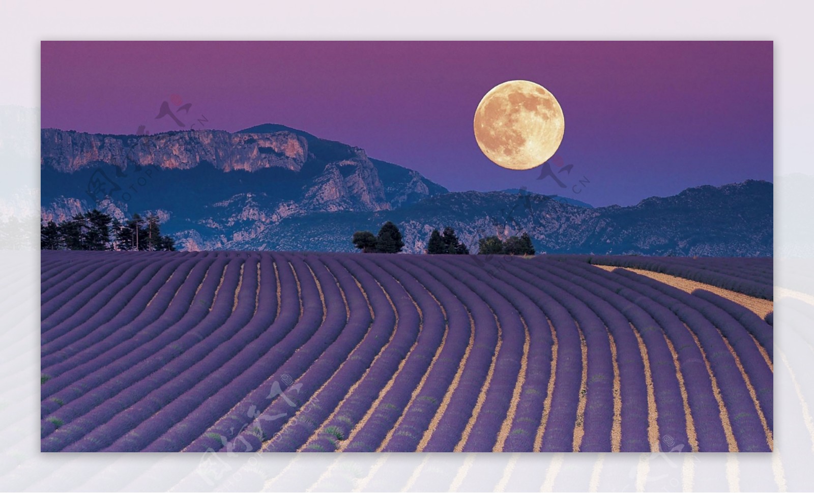月亮下的紫色薰衣草