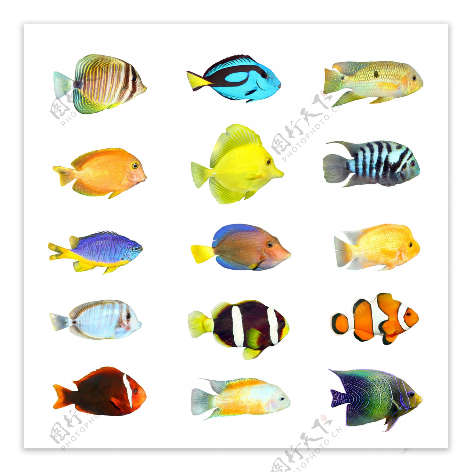 海洋鱼类图册_360百科