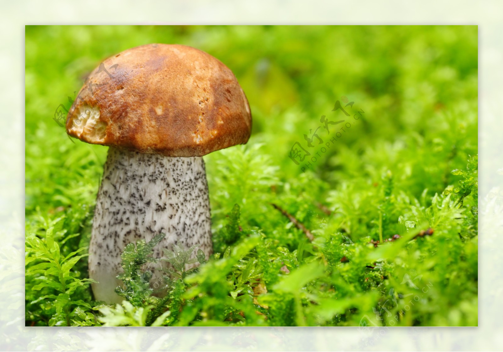 蘑菇植物摄影