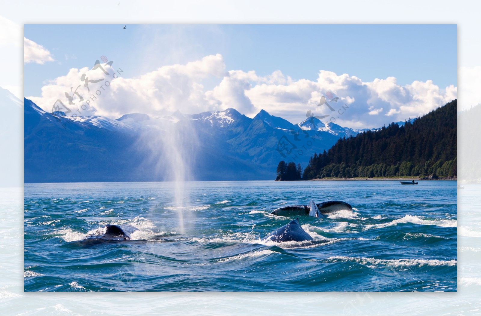 海面上喷水的鲸鱼
