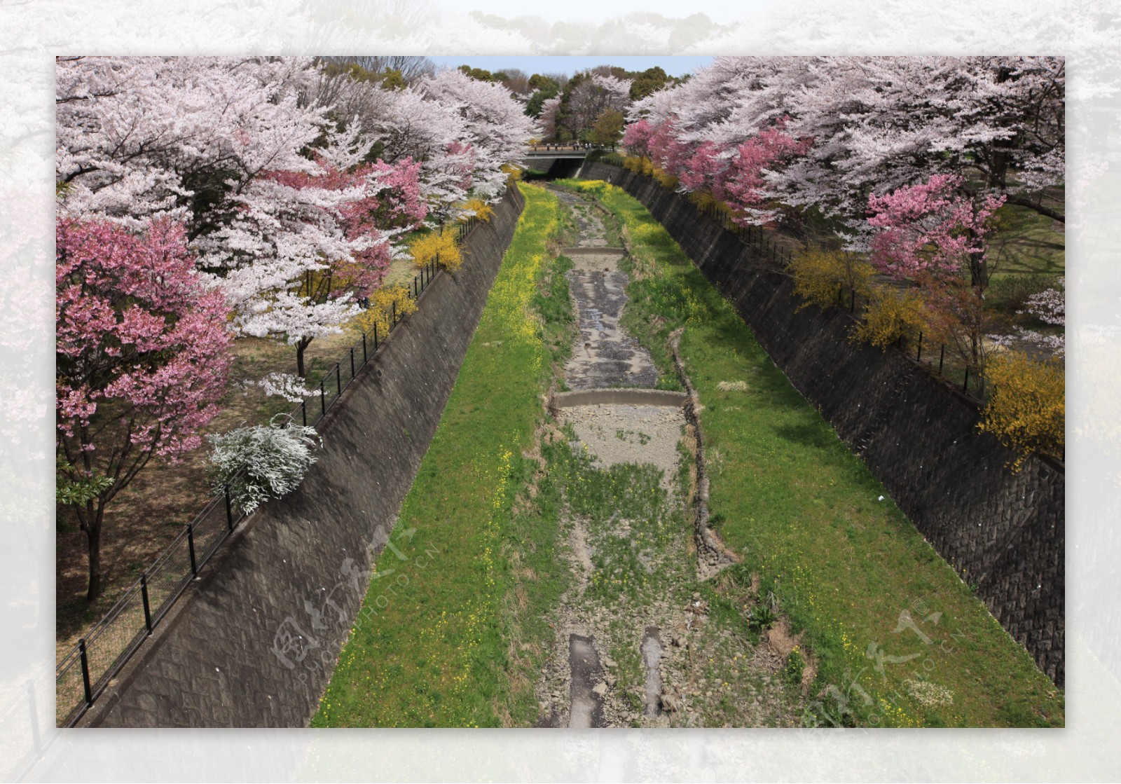日本河道边樱花图片