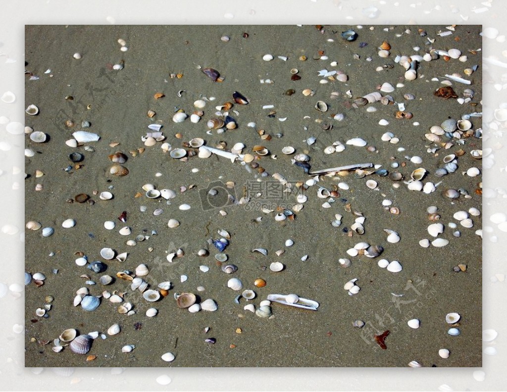 海滩上的小贝壳