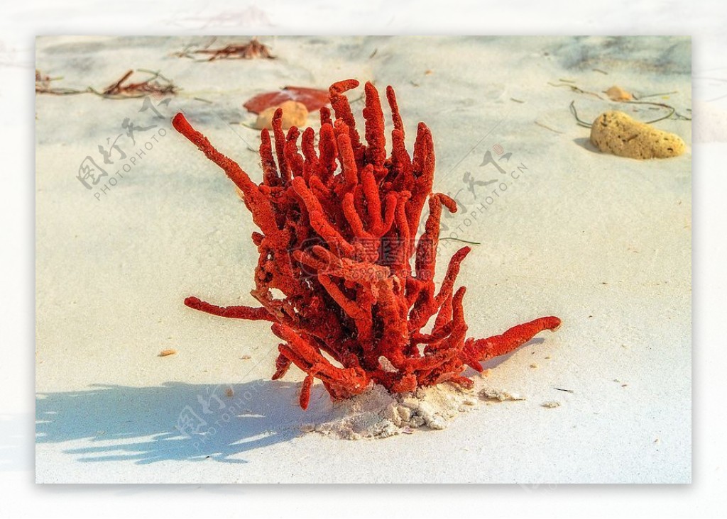 红色的珊瑚生物