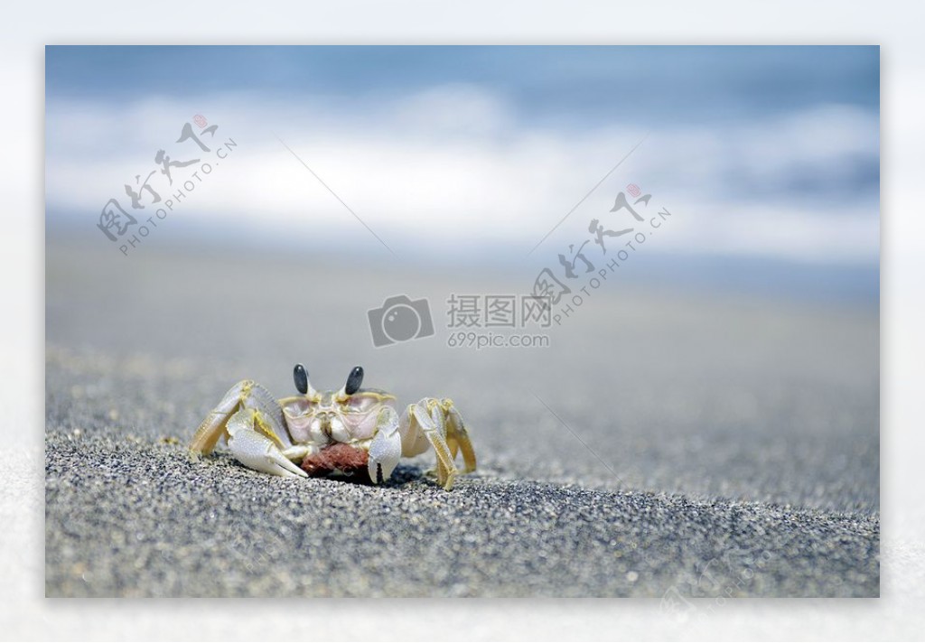 螃蟹在圣吉吉海滩