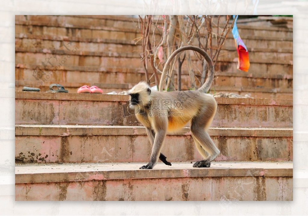 印度的猴子