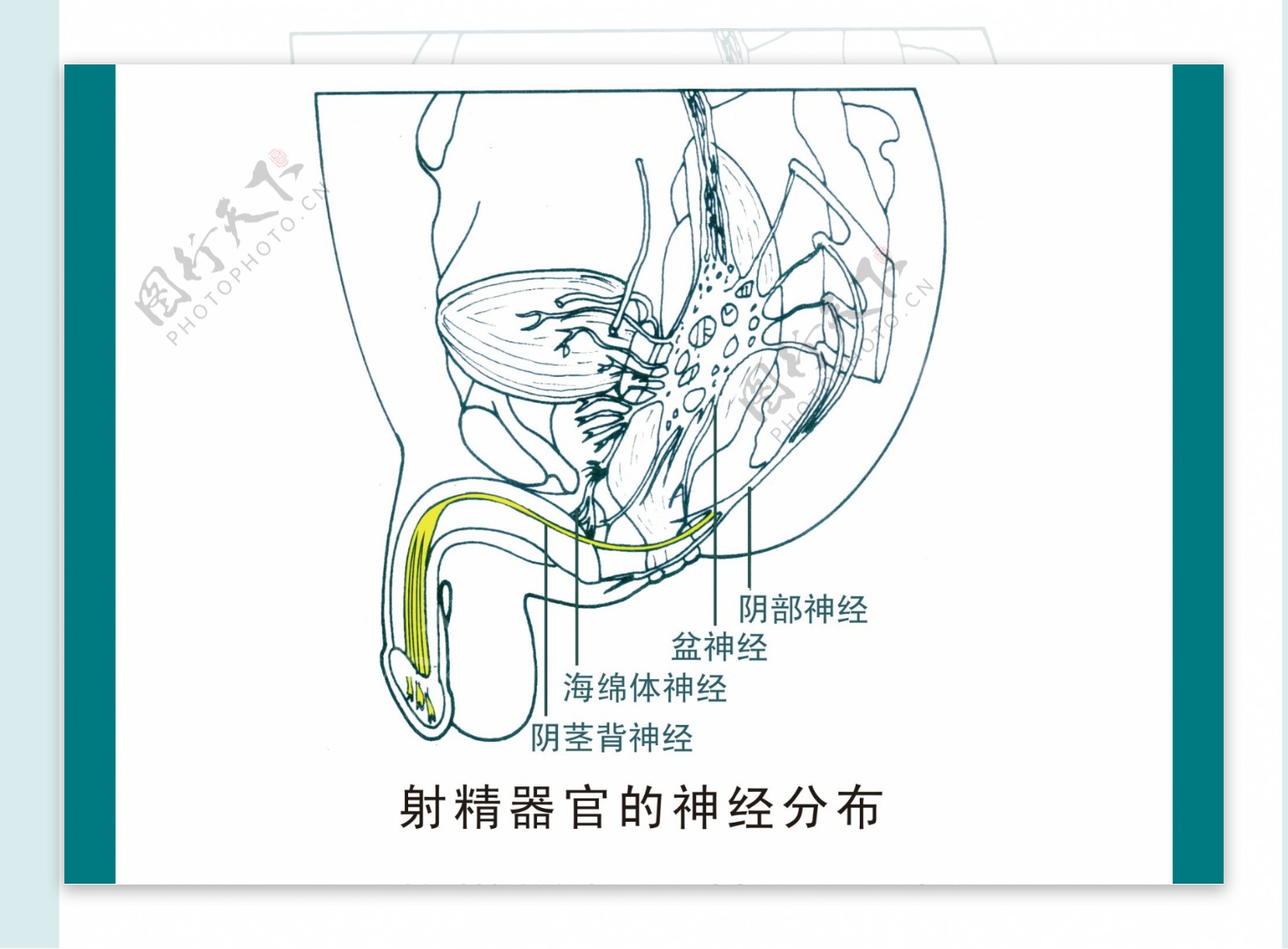 图4-12 前列腺和精囊的结构-泌尿外科临床解剖学-医学
