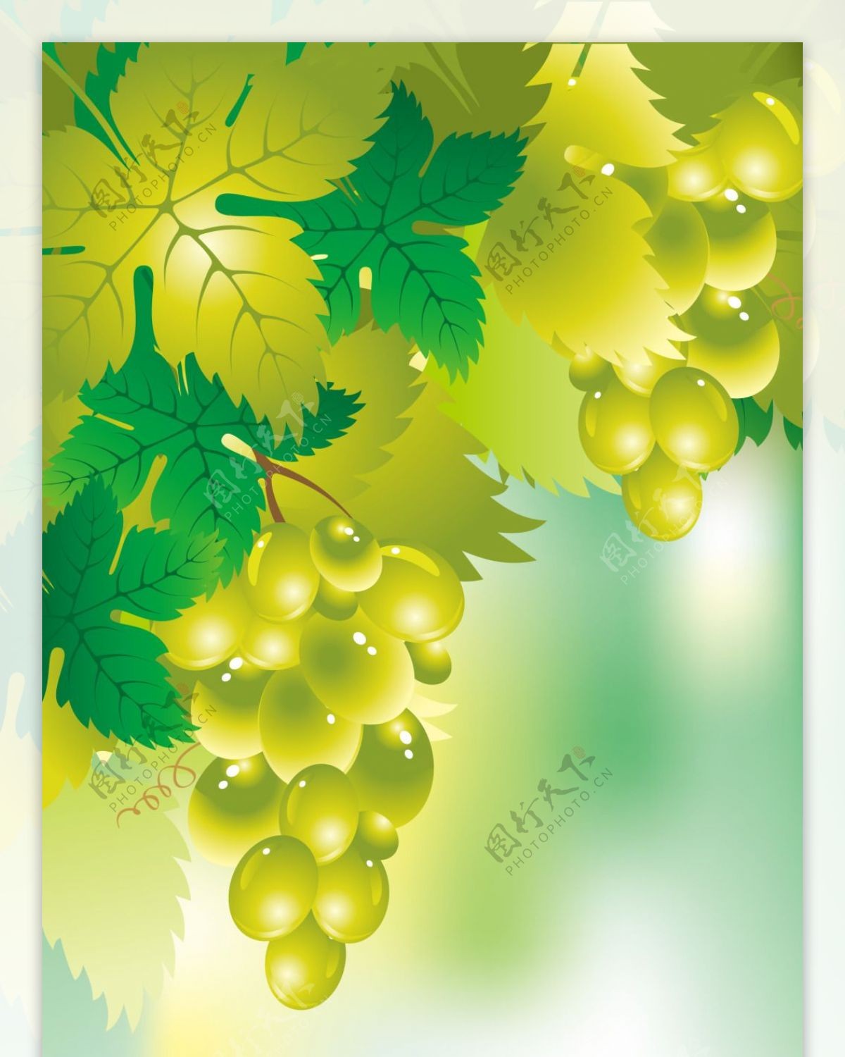 精美简约绿色葡萄展板背景