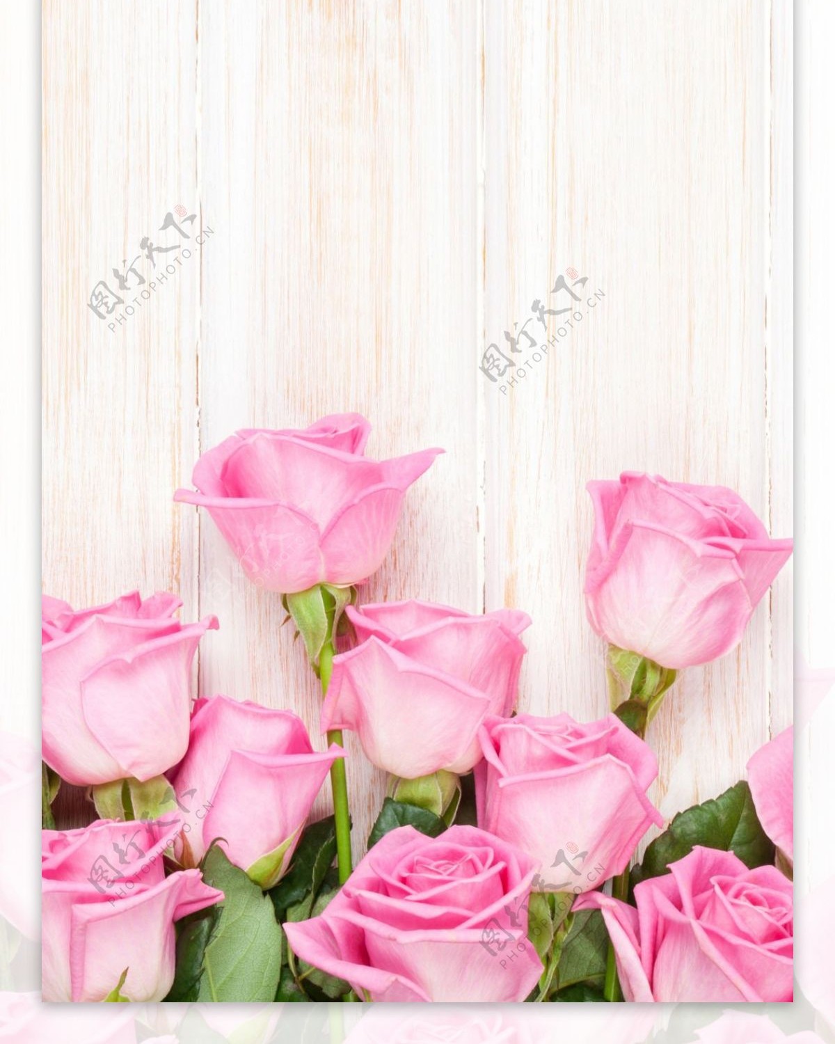 粉红玫瑰展板背景
